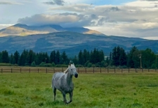 white-horse-0165